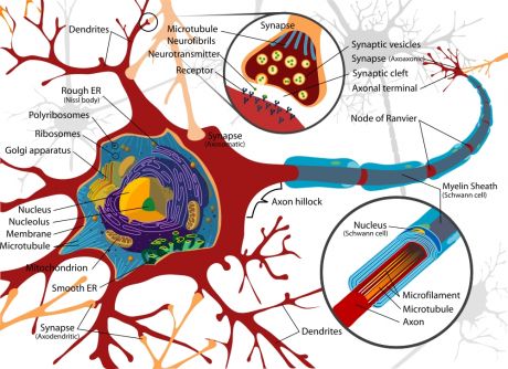 Complete neuron cell diagram en
