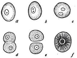 Podział komórki, fot. public domain