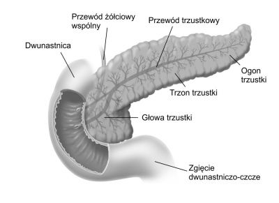 Trzustka w rzucie czołowym na jej przednią powierzchnię, fot. wikimedia commons, public domain