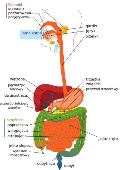 Optimising fat digestion